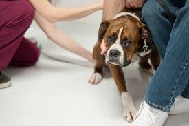 Our animal hospitals and pet care clinics provide free veterinary treatment to sick and injured pets when their owners can't afford private veterinary fees. How Fear Free Veterinary Care Benefits Your Pet Vet In Lebanon Lebanon Animal Hospital
