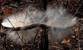 Image result for Strophanthus welwitschii