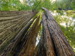 The park is jointly managed there are three state parks that make up the park boundaries and there is a lot to see and do inside the park. Insider S Guide To Redwood National Park
