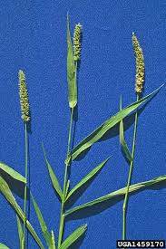 Image result for Setaria atrata
