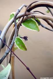 Image result for hoya plant flower