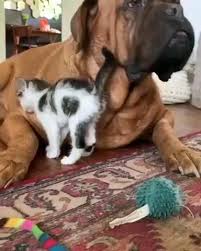 Animals Video In 2020 Cute Dogs Funny Animals Cute Baby Animals
