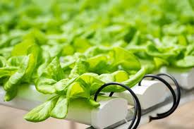 Ebb And Flow System For Hydroponics What Is It