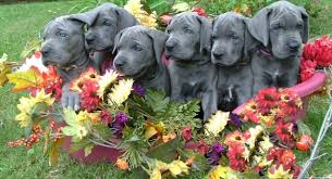 We take pride in raising healthy, happy, quality bred puppies. Victory Great Danes Home Of Quality Blues And Blacks