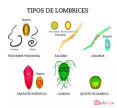 Lombrices En Ninos Remedios Para Eliminarlas Mi Bebe Y Yo