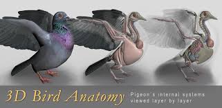 Bird anatomy & bird parts. 3d Bird Anatomy Latest Version For Android Download Apk