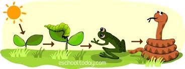 This happens when creatures may follow more some animals eat plants and some animals eat other animals. The Food Chain In An Ecosystem Eschooltoday