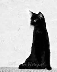 Black And White Cat Pictures To Print Abstract Cat Photo By Jesspetersonphotos Catz Animal Photography Wall Art Prints Photography