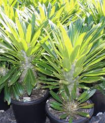 Image result for Pachycarpus firmus