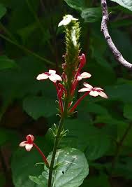 Image result for Oliverella rubroviridis