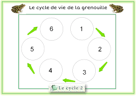 We did not find results for: Cycle De Vie De La Grenouille Svt 6eme Le Cycle 2 Apres L Ecole