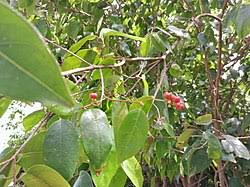 Image result for Cleistanthus schlechteri