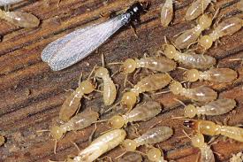 In many cases, a mouse trap or a can of bug spray. Best Pest Control Services Company In Mumbai Thane Pune Goa Borivali