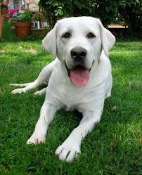 From bianco to snowy, and more elenaleonova / getty images from the playful and affectionate little bichon frise to the large and gentle samoyed, there are lots of pure and. Pin By John Cazayoux On Dogs Labrador Retriever Labrador Dog Labrador Retriever Puppies