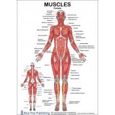 The body is the middle portion. Muscles Female And Male Anatomical Chart
