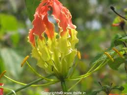 Check spelling or type a new query. Glory Lily State Flower Of