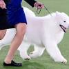 A pekingese wasabi won the westminster dog show 2021. 3