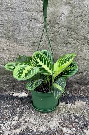 Image result for maranta