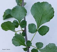 Image result for Commiphora schlechteri