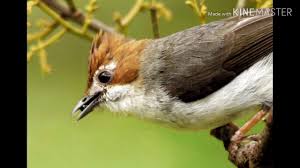Banyak kicaumania yang memelihara cucak jenggot untuk dijadikan burung master bagi jenis burung kicauan yang. Suara Burung Yuhina Cucak Jenggot Mini Youtube