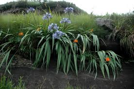 Image result for Agapanthus praecox