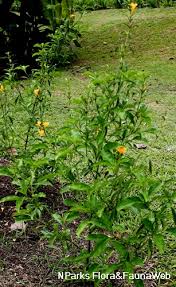 Image result for Barleria randii