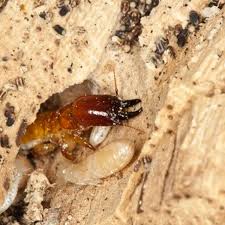 There are many termite control methods available, but not all of them work. How To Get Rid Of Termites Naturally Dengarden