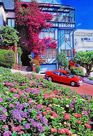 2314 chestnut st san francisco, ca 94123 estados unidos. Flowers On Lombard Street San Francisco Bt Mitchell Funk Mitchellfunk Com San Francisco Photography San Francisco Architecture Living In San Francisco