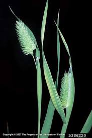 Image result for Phalaris