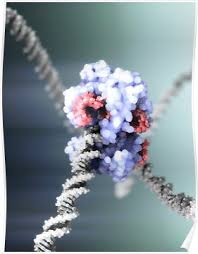Crispr Cas9 Gene Editing Complex Poster By Equinox Graphics Let S Make Art Medical Illustration Science Photos
