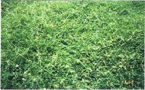 We did not find results for: Bowie Buffalograss Johnston Seed Company