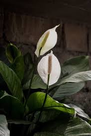 If you have any doubts about what kind of floral tribute is appropriate, you can always check with the family or funeral director. The Best And Most Common Types Of Funeral Flowers Desna S Designs