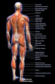 Name the muscles of the torso. Muscles Of The Body Labeled