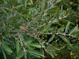 Image result for Xerophyta argentea
