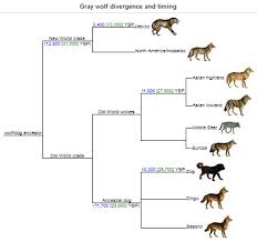 The Philosophy Behind Macroevolution Denial The Gemsbok