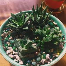 Image result for Haworthia mix
