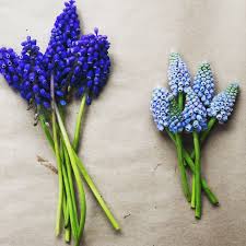 Whatever the case, living in portland, maine, gives you a variety of opportunities to make a meaningful gesture — from taking someone wharfside shopping to dining with a water view. Sweet Blues Of Mascari Flower Farm Delilah Flower Flowers