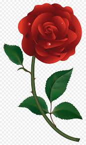 Red Rose Vector Rose Vector Png Stunning Free Transparent Png Clipart Images Free Download Any other artwork or logos are property and trademarks of their respective owners. red rose vector rose vector png