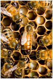 We have the best 2021 mated honey bee queens for sale. Italian Queen Honey Bee For Sale Honey Bees For Sale Bees For Sale Honey Bee