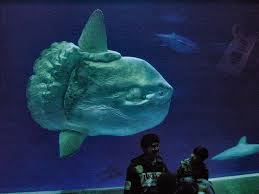 One Of The Biggest Fish In The Ocean The Ocean Sun Fish Is Heaviest Known Bony Fish In The World And Weighs A Who Monterey Bay Aquarium Large Animals Animals
