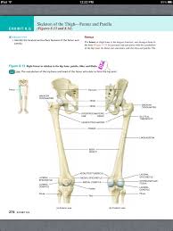 Principles Of Anatomy And Physiology Chapter 8 The Skeletal System The Appendicular Skeleton 2 Anatomy And Physiology Worksheets Persuasive Writing Prompts