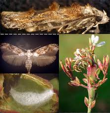 Image result for Mompha miscella