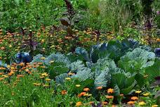 Think Green Thursday: Fall Vegetables