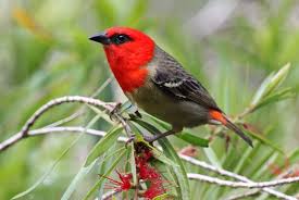 Pin On Weaver Birds