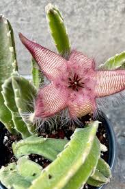 Image result for Stapelia