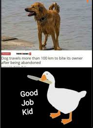 Funny dog memes that made me laugh! Good Job Comedyhomicide