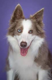 There are also a couple of other color this remarkable dog can come in. Rare Border Collie Colors Patterns Merle Slate Sable More