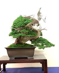 Loop The Loop Juniper Bonsai Other Kokufu Treats Bonsai Bark Juniper Bonsai Indoor Bonsai Tree Bonsai Garden