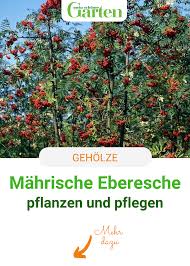 Mahrische Eberesche Essbare Vogelbeere In 2020 Eberesche Pflanzen Ebern