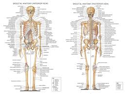 Human Body Anatomical Chart Muscular System Watercolor